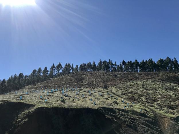 La empresa GAM plantará quinientos árboles en Candamo