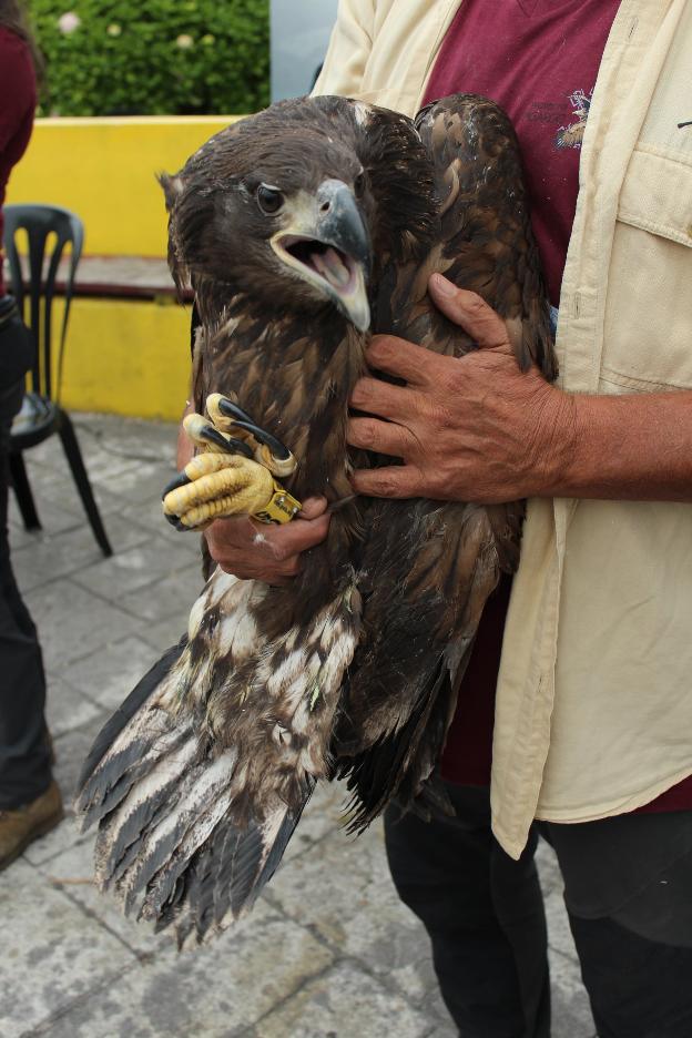 Los ganaderos piden la paralización del proyecto del pigargo en Ribadedeva
