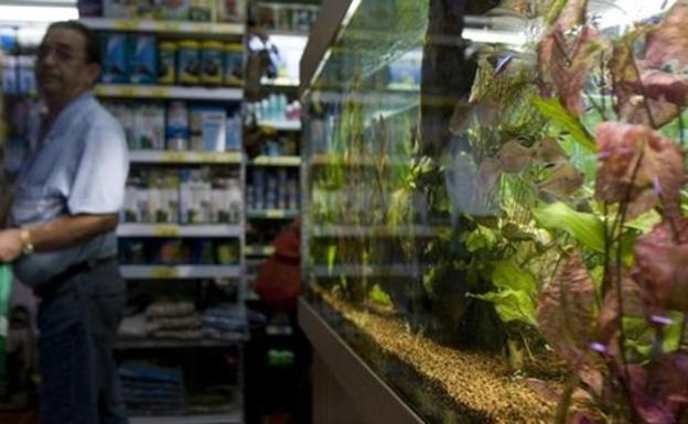 Cursos para tener perro y las tiendas de animales solo para vender peces