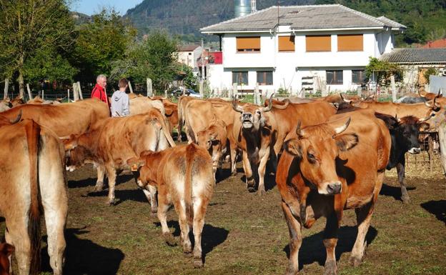 Más ventas pero precios a la baja en la feria ganadera de Infiesto