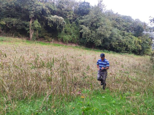 Los jabalíes destrozan una finca de maíz en Valdediós: «Han acabado con todo»