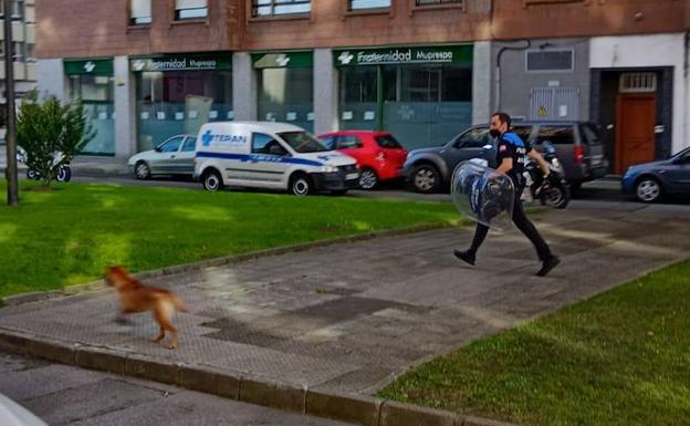 La Policía Local de Avilés persigue durante varias horas a un perro peligroso huido por la ciudad