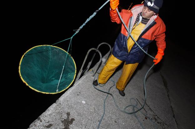 La campaña de la angula en el Nalón se inicia el próximo día 1 de noviembre