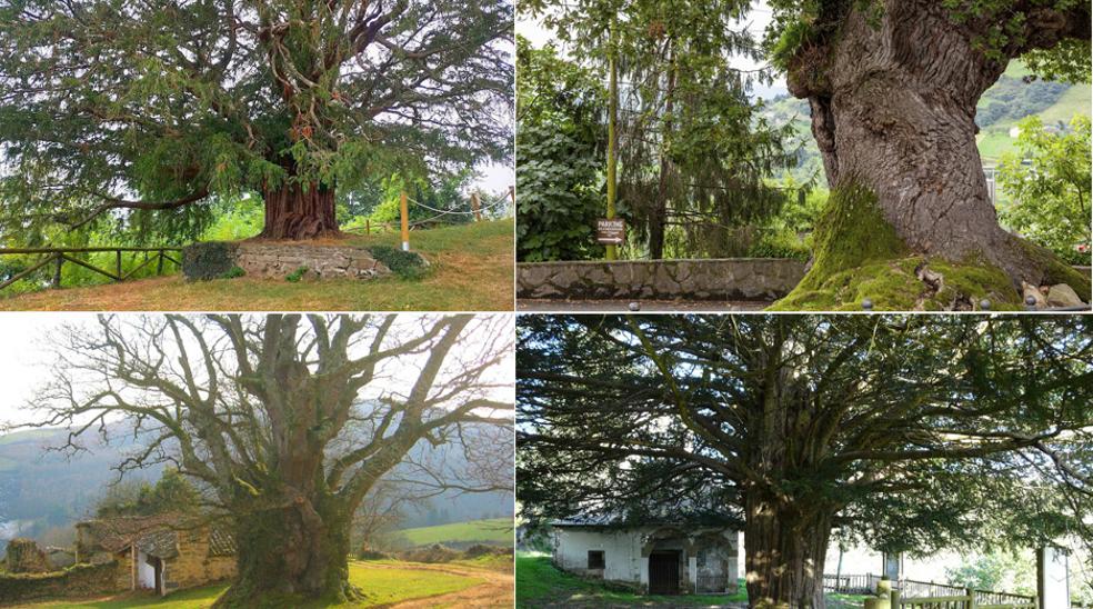 Fotos: Árboles monumentales y singulares de Asturias | El Comercio