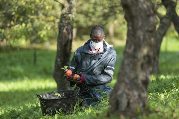 Tiñana hace equipo con Senegal para 'pañar' manzanas