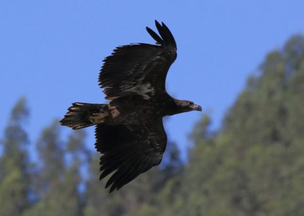 Los pigargos liberados este verano se asientan en la zona de Pimiango