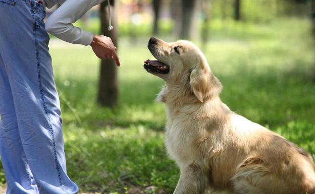 ¿Una cosa o un ser que siente? ¿Qué son los animales para ti?