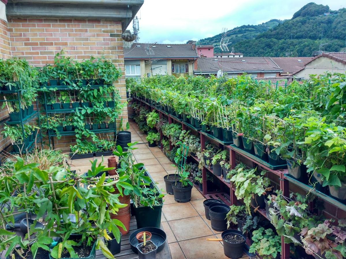 El paraíso de passifloras está en Laviana