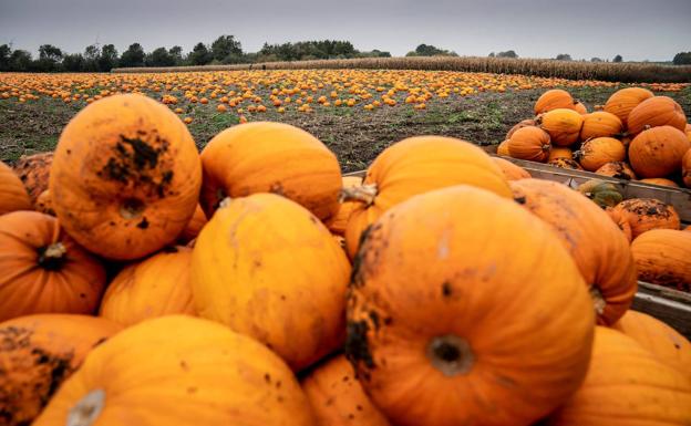 Por qué deberías usar la calabaza más allá de adorno de Halloween