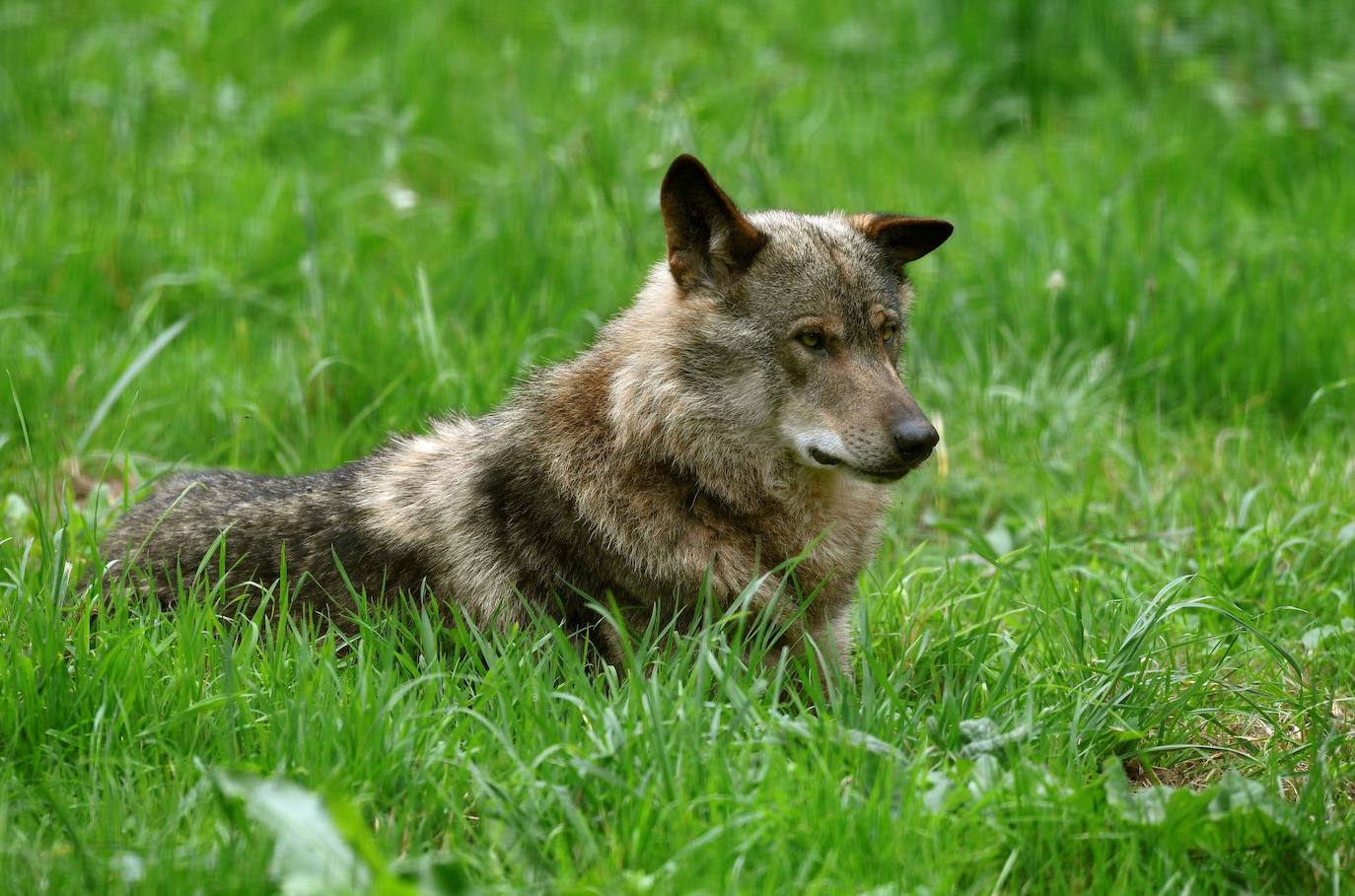 La Audiencia Nacional admite el recurso de Castilla y León contra la protección especial del lobo