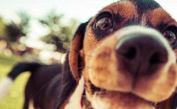 Si maltratas o abandonas a un animal estás cometiendo un delito