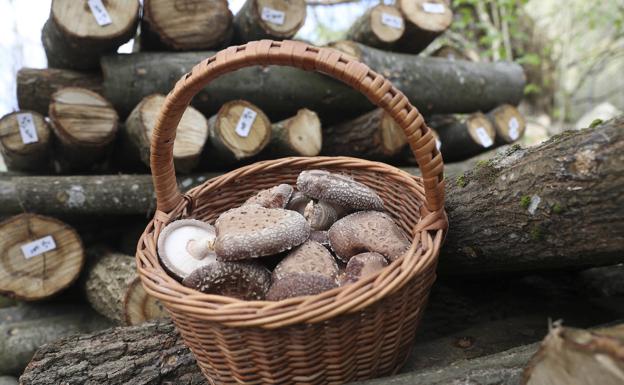 Consejos para recolectar y cocinar las setas