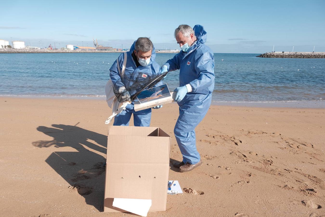 Simulacro de rescate de fauna marina en Gijón