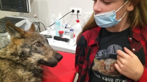 Atropella a un lobo y cree que es un perro hasta que lo lleva al veterinario