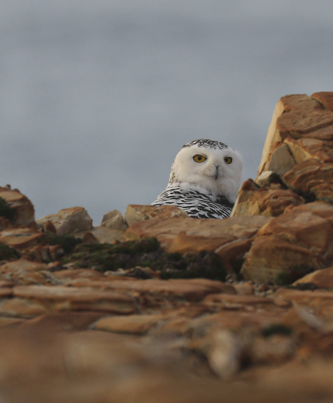 Los dos búhos nivales vuelven a dejarse ver