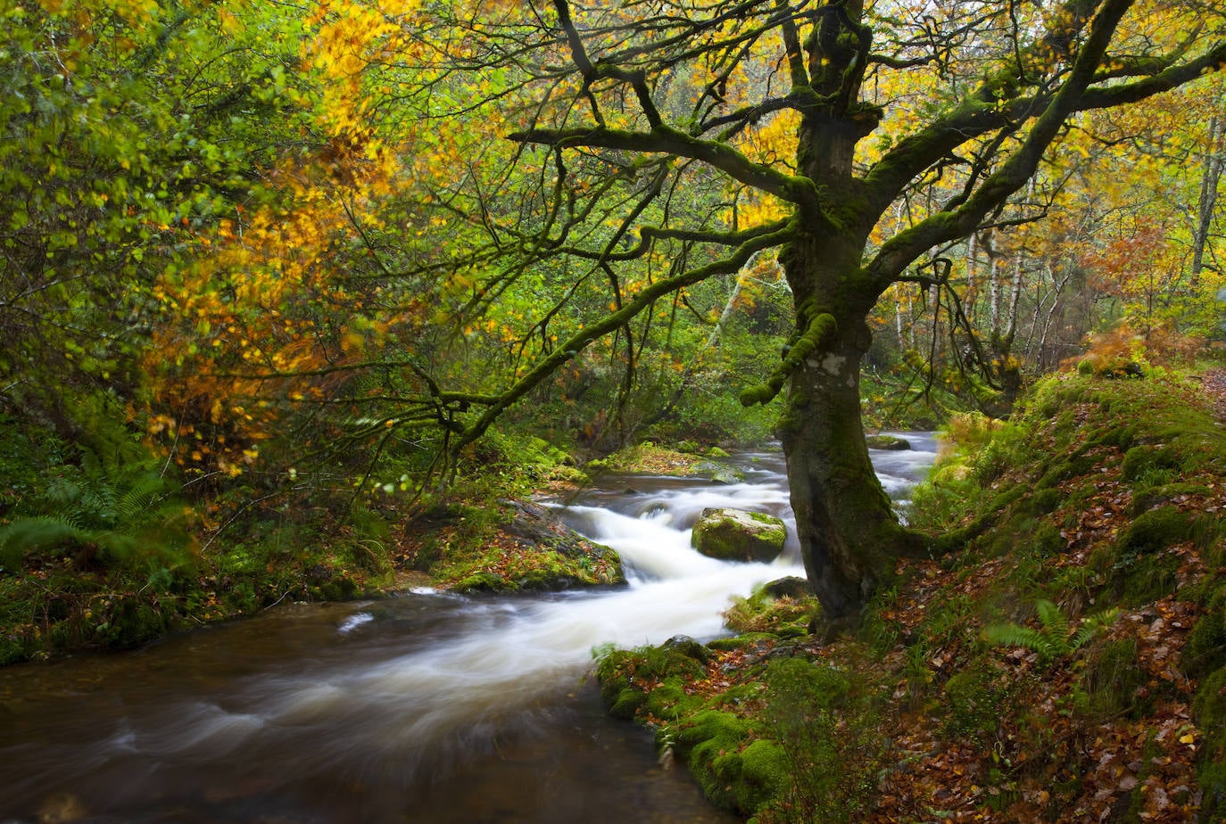 Diez bosques para visitar este otoño