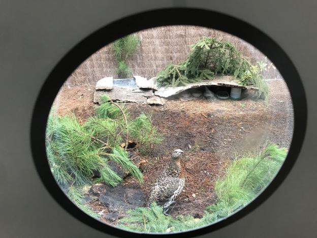 El hospital de la fauna silvestre de Ladines, en uso doce años después de su construcción