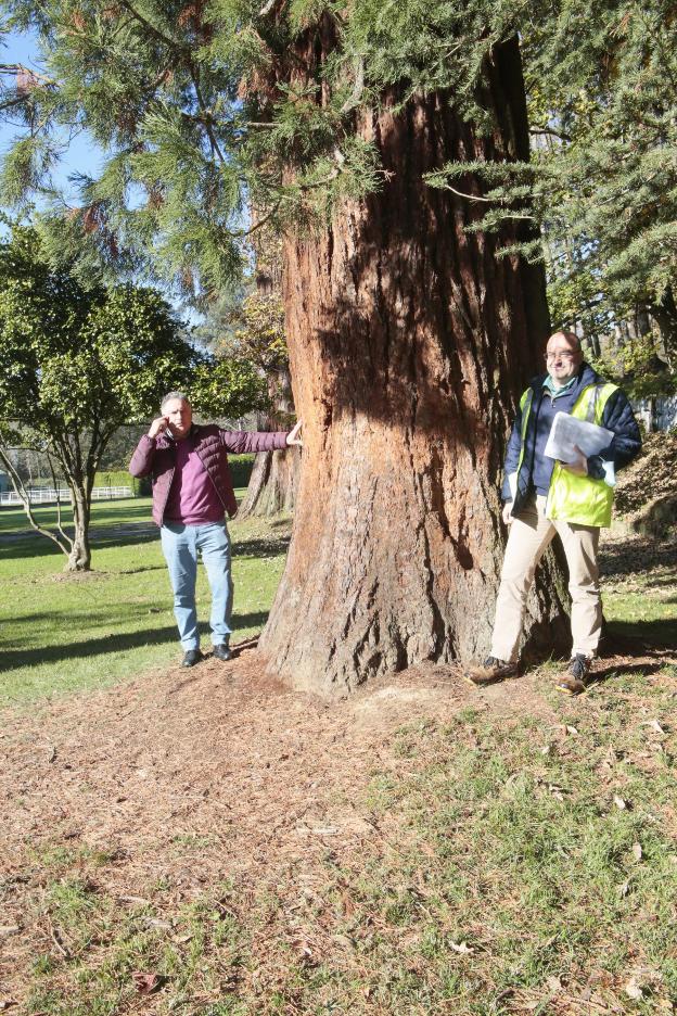 La Cebera recupera la seguridad tras la tala de seis árboles