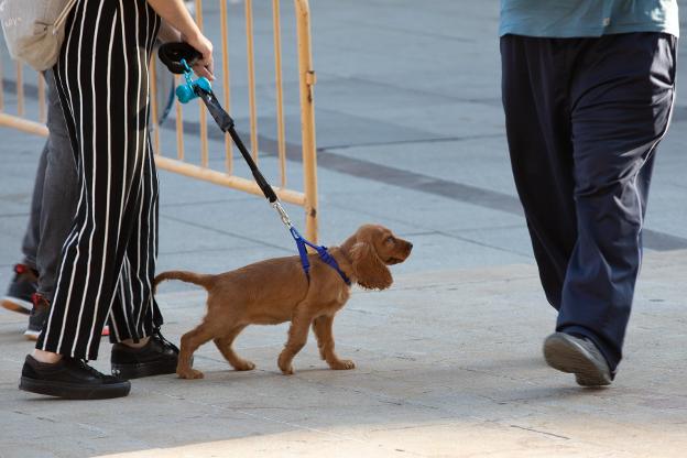 Los grupos municipales piden franjas horarias para pasear a perros sueltos en los parques