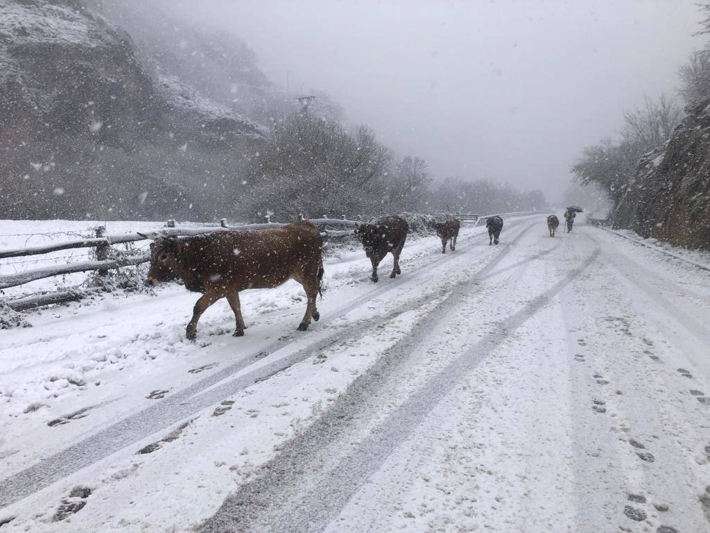 El temporal cubre a Asturias de blanco