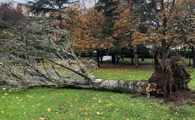 El temporal derriba cuatro árboles y provoca un argayo en la carretera del faro de Avilés