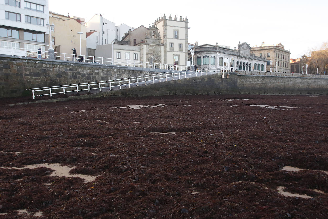 El ocle cubre la playa de San Lorenzo