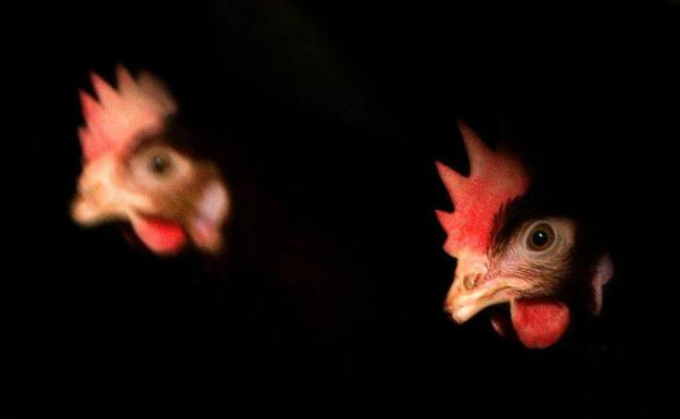 Afronta un año y medio de cárcel por cortar las cabeza a 15 gallinas, gallos y palomas en Salas