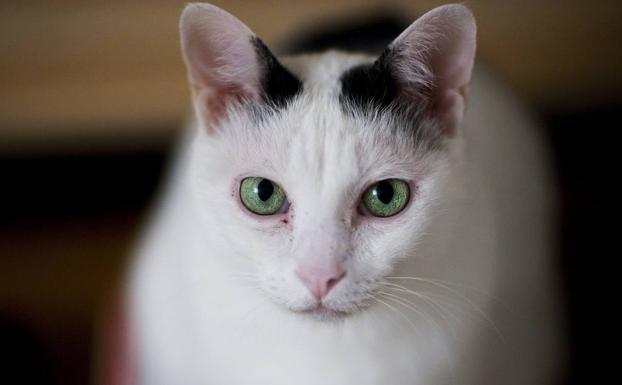 ¿Es tu gato un psicópata? Estos son los signos que lo demuestran