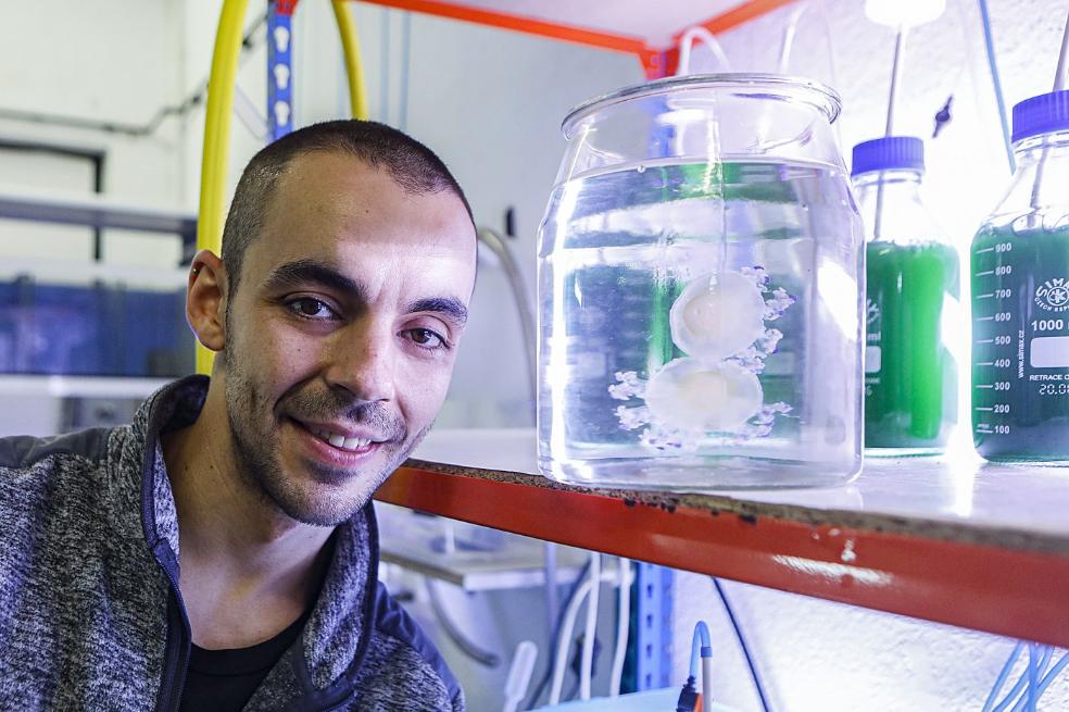 Medusas para el salón de casa