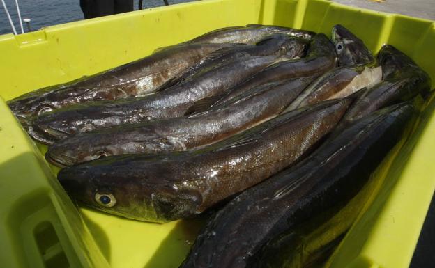 Acuerdo para recortar un 8% en la pesca de merluza en el Cantábrico