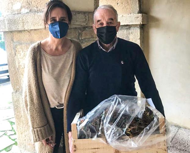 Candamo reparte a sus agricultores 18.000 plantones de fresas