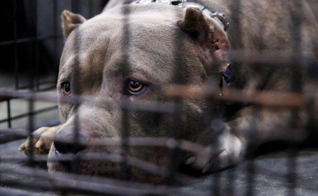 Una pitbull le arranca el brazo a un niño de cuatro años