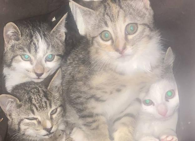 Rescatan a cuatro gatitos abandonados en Gijón