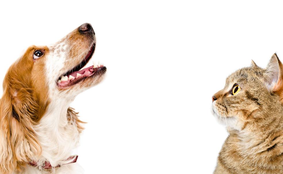 Lo que debes tener en cuenta durante las fiestas si tienes mascotas