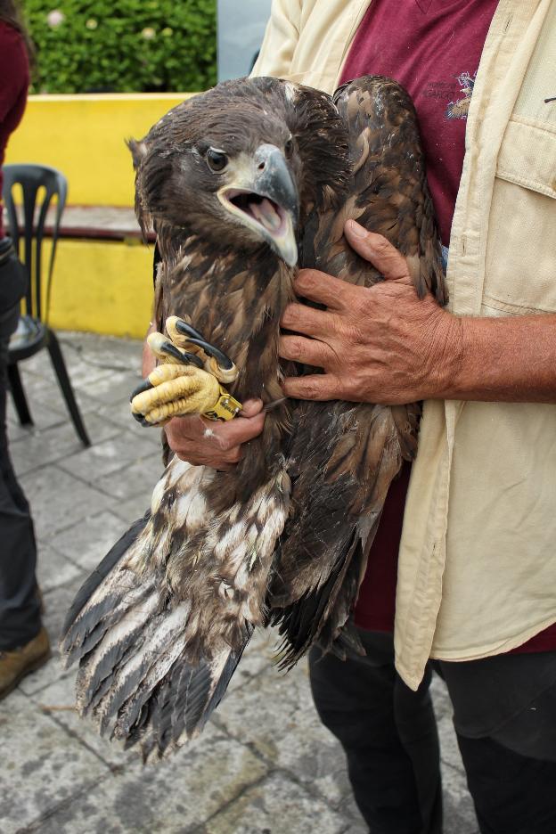 Los siete pigargos liberados en Ribadedeva buscan padrinos