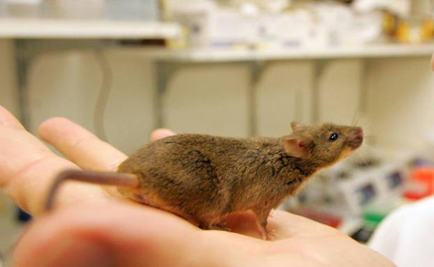 Un estudio identifica a los ratones como origen de ómicron