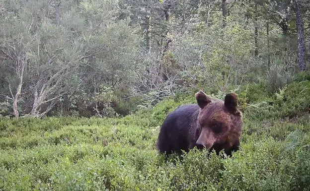 La Fiscalía denuncia la muerte de dos osos en Asturias