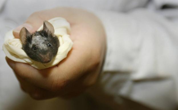 Consiguen frenar el cáncer sintetizando fármacos dentro del cuerpo de ratones