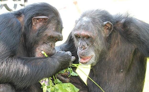 Un bebé es robado y ahogado por un grupo de monos