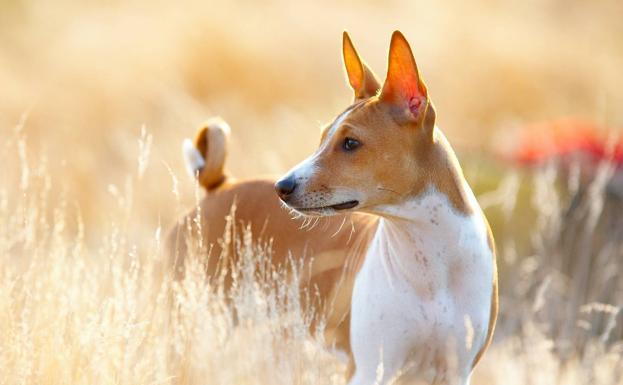 ¿Cómo perciben los perros el paso del tiempo?