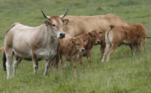 Un ganadero pone a sus reses gafas de realidad virtual que emulan un pasto verde