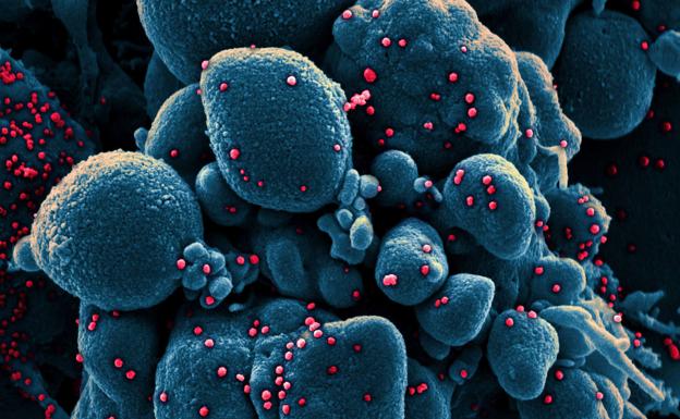 Descubren un vidrio y una arcilla capaz de reducir la infectividad viral más del 99%