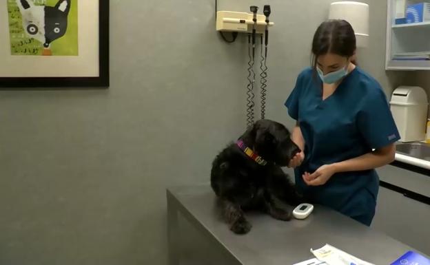 «Los animales no necesitan DNI, necesitan un microchip»