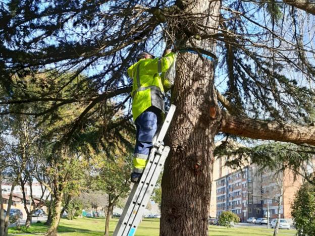 Trampeo contra la oruga procesionaria