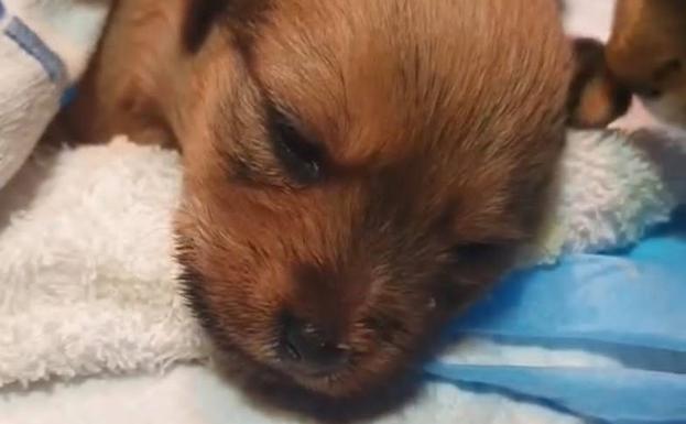 Una parraguesa, investigada por abandonar a dos perros de tres semanas en la basura