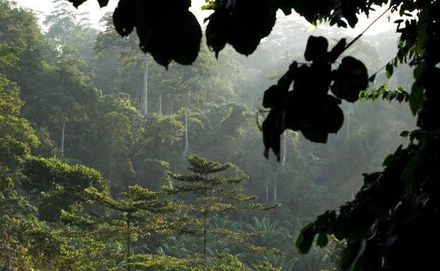 Nos faltan 9.000 especies de árboles por descubrir