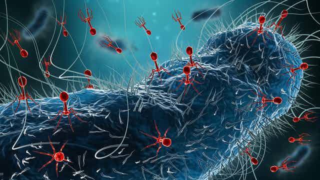 Fagoterapia: virus como alternativa a los antibióticos