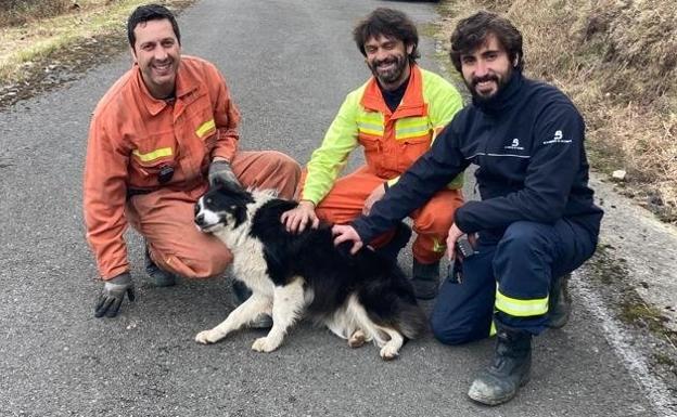 Salvan a un perro que cayó por un terraplén de unos 6 metros en Cangas de Onís