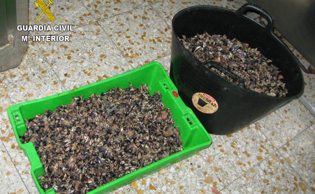 Pillan a un furtivo con 29 kilos de percebe que pescó en acantilados de Llanes