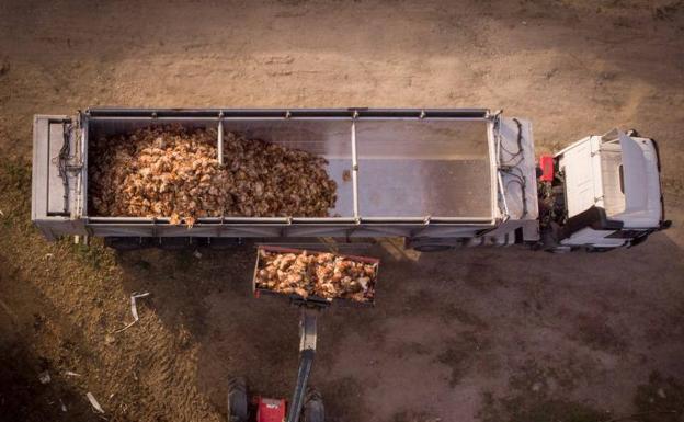 Un foco de gripe aviar en una macrogranja de Valladolid obliga a sacrificar a más de 133.000 gallinas